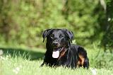 BEAUCERON 957